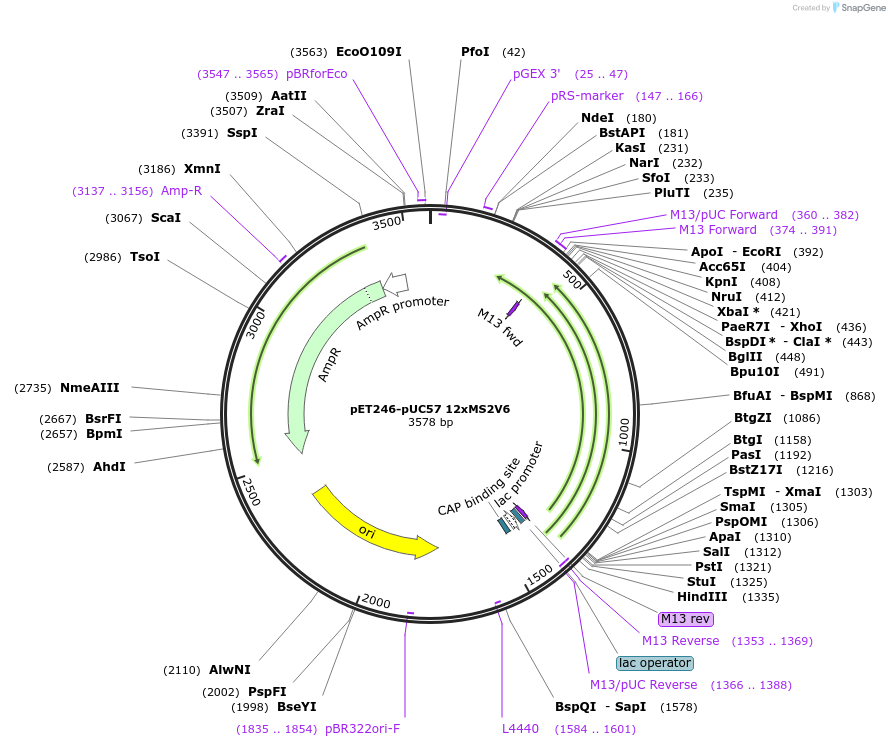 104390-plasmid-map-sequence-id-201044