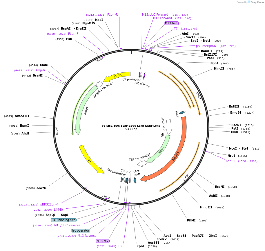 104392-plasmid-map-sequence-id-201047