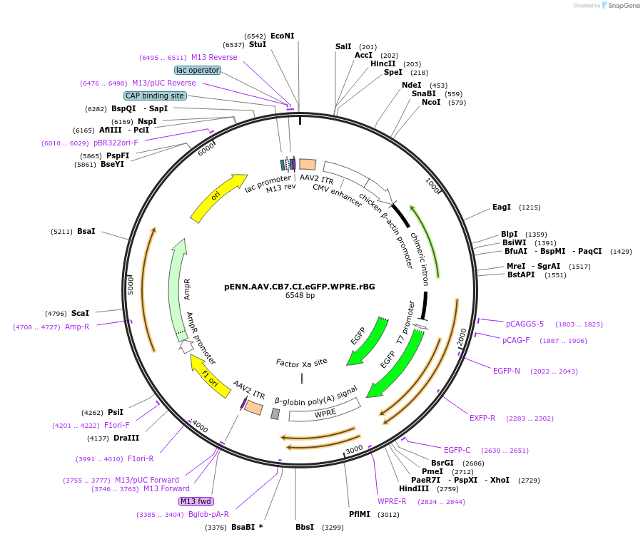 105542-plasmid-map-sequence-id-201063