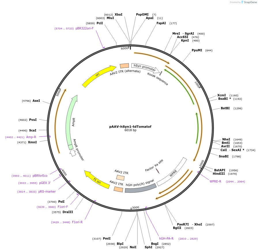 104060-plasmid-map-sequence-id-201065