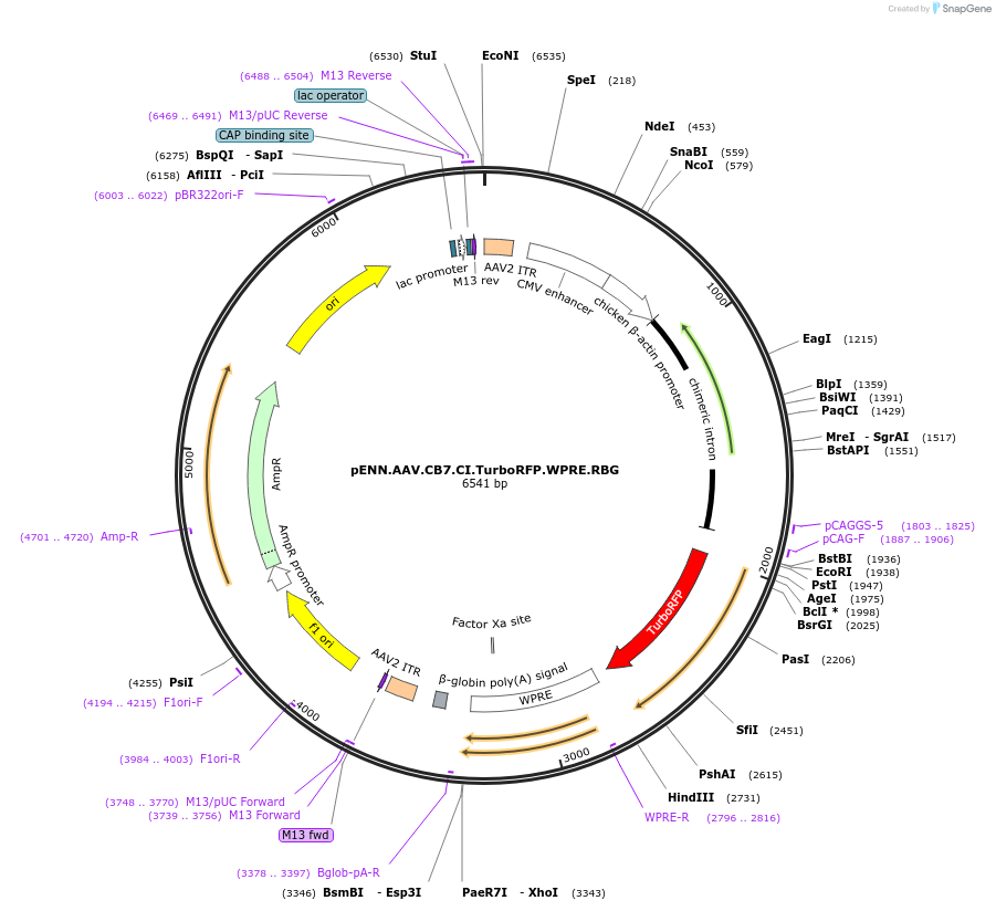 105546-plasmid-map-sequence-id-201068