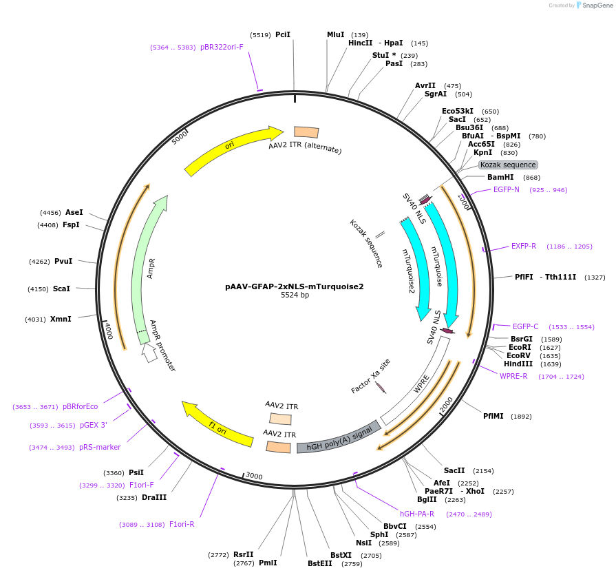 104053-plasmid-map-sequence-id-201083