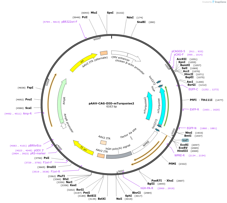 104059-plasmid-map-sequence-id-201085