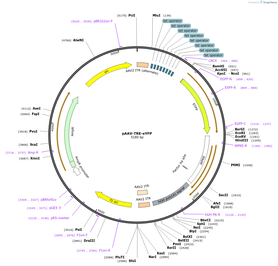 104056-plasmid-map-sequence-id-201088