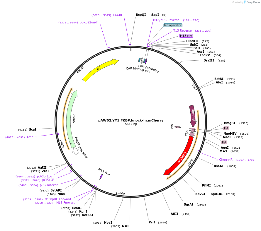 104370-plasmid-map-sequence-id-201099
