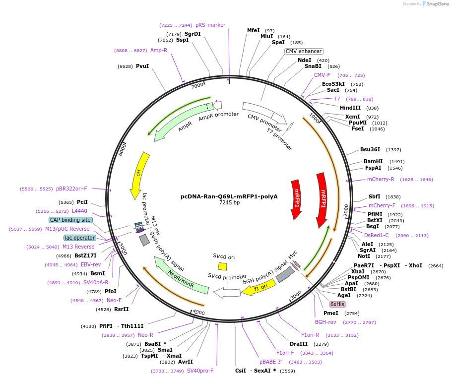 104560-plasmid-map-sequence-id-201100