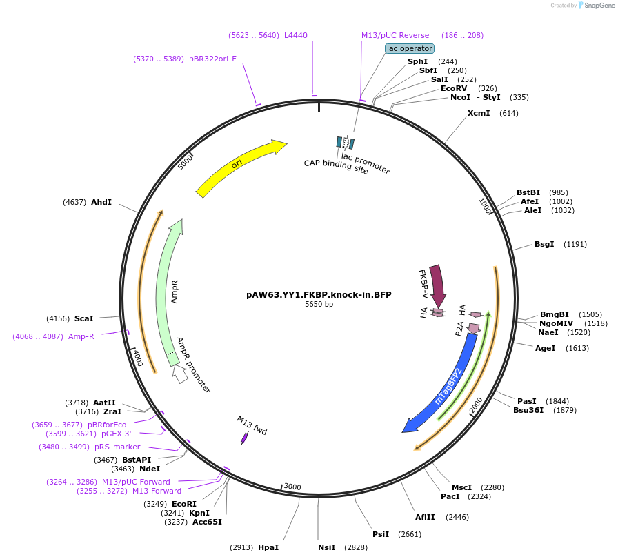 104371-plasmid-map-sequence-id-201101
