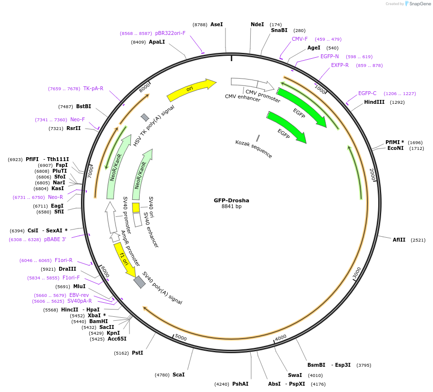 62520-plasmid-map-sequence-id-201136
