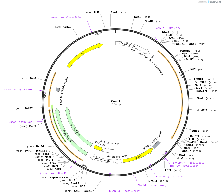 98849-plasmid-map-sequence-id-201138