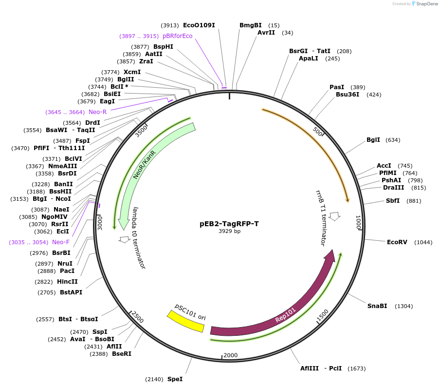 103998-plasmid-map-sequence-id-201139