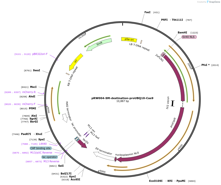104438-plasmid-map-sequence-id-201144
