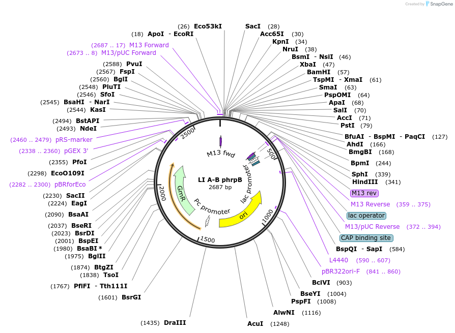 104514-plasmid-map-sequence-id-201153