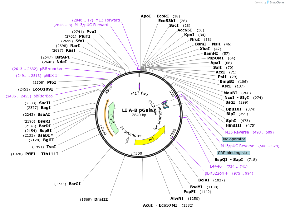 104516-plasmid-map-sequence-id-201155