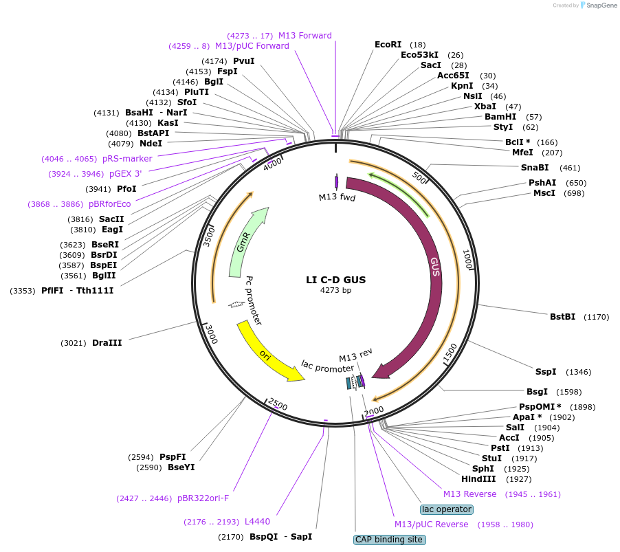 104517-plasmid-map-sequence-id-201156