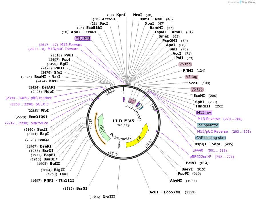 104519-plasmid-map-sequence-id-201158