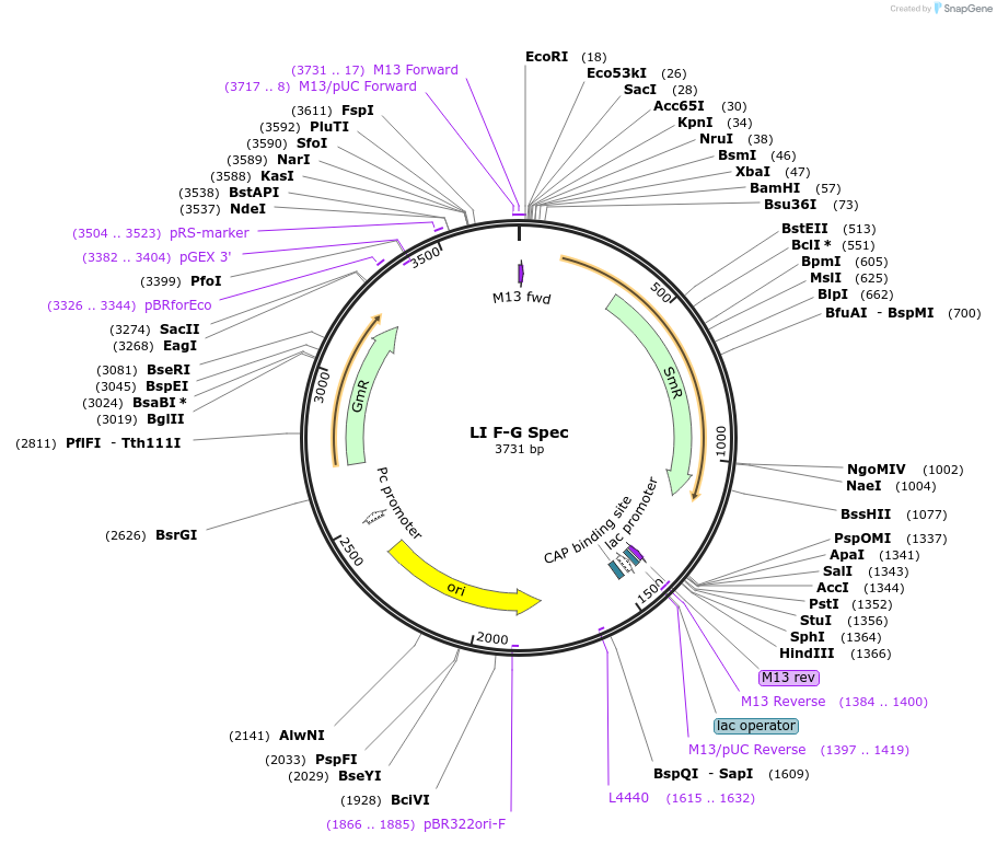 104521-plasmid-map-sequence-id-201159