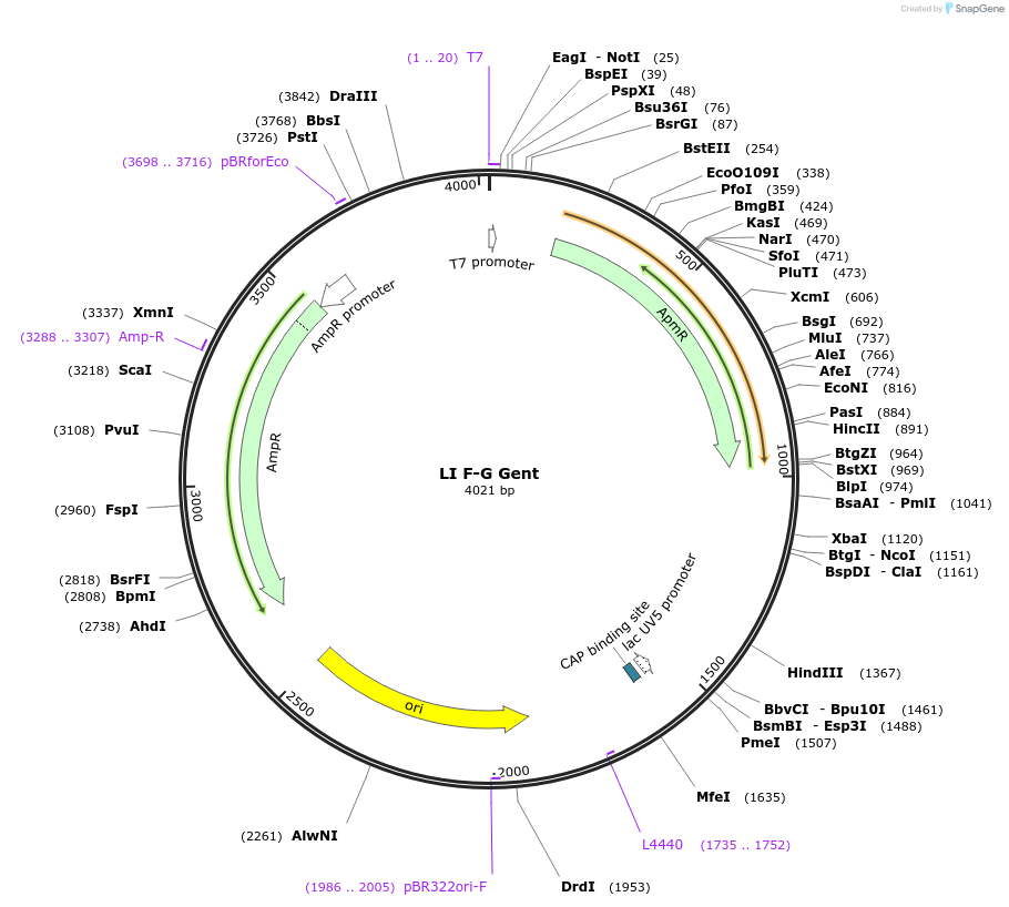 104522-plasmid-map-sequence-id-201160