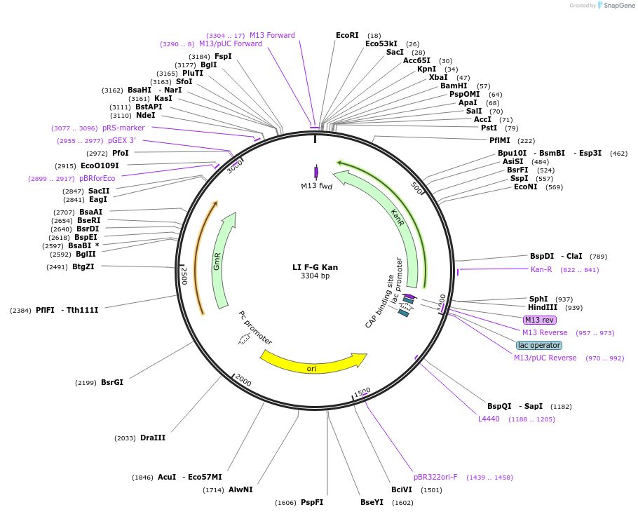 104523-plasmid-map-sequence-id-201161