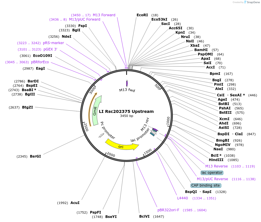 104526-plasmid-map-sequence-id-201164