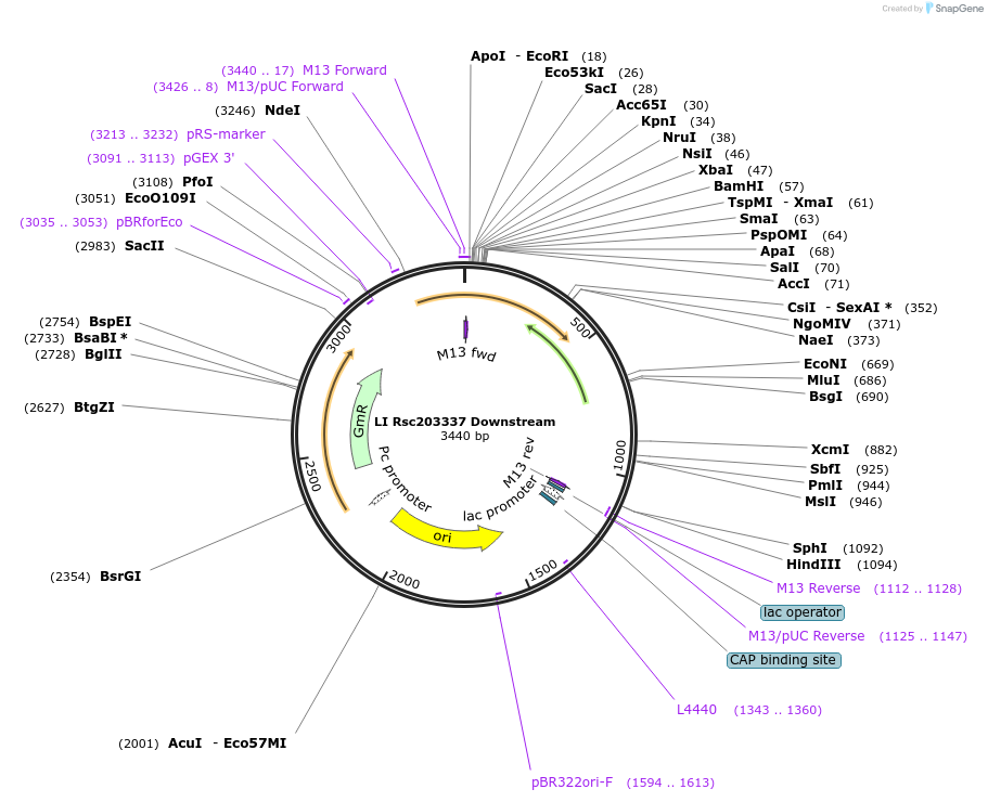 104527-plasmid-map-sequence-id-201165