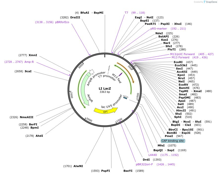 104528-plasmid-map-sequence-id-201166