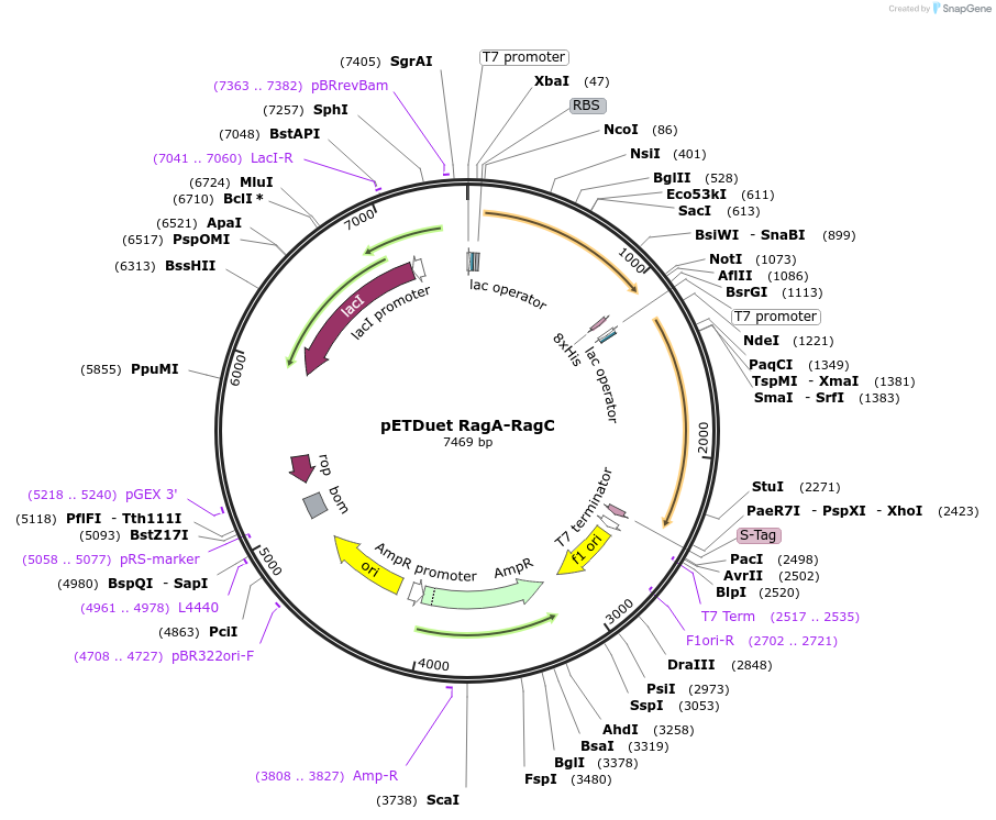 99641-plasmid-map-sequence-id-201169