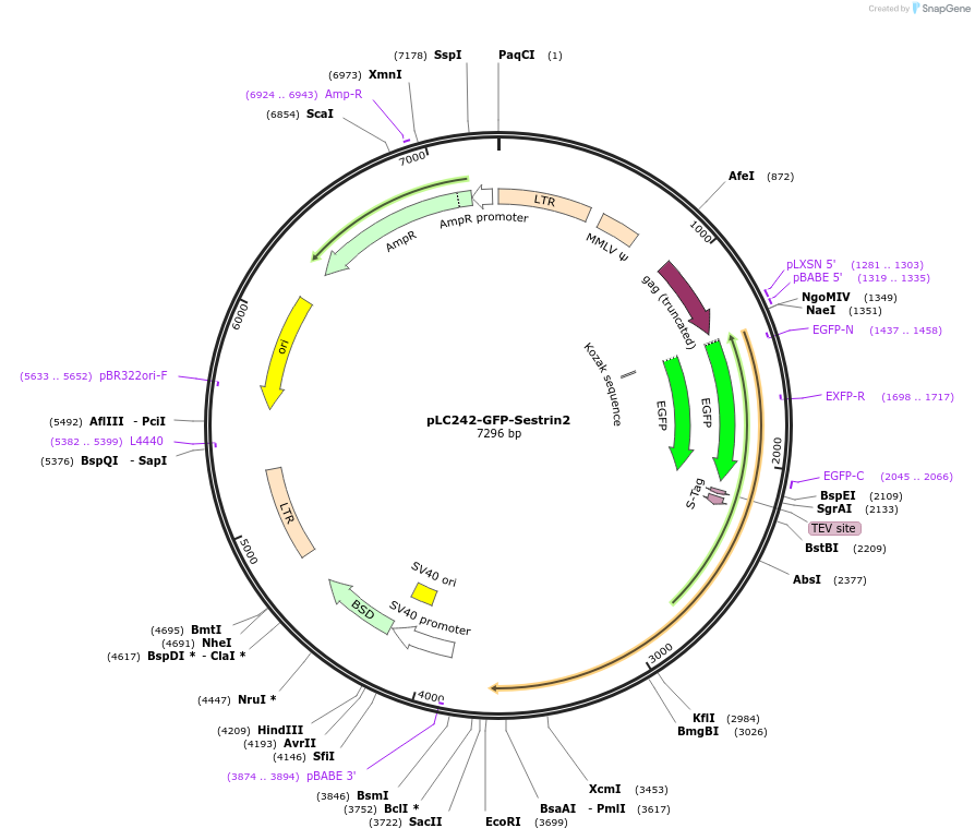 100519-plasmid-map-sequence-id-201171