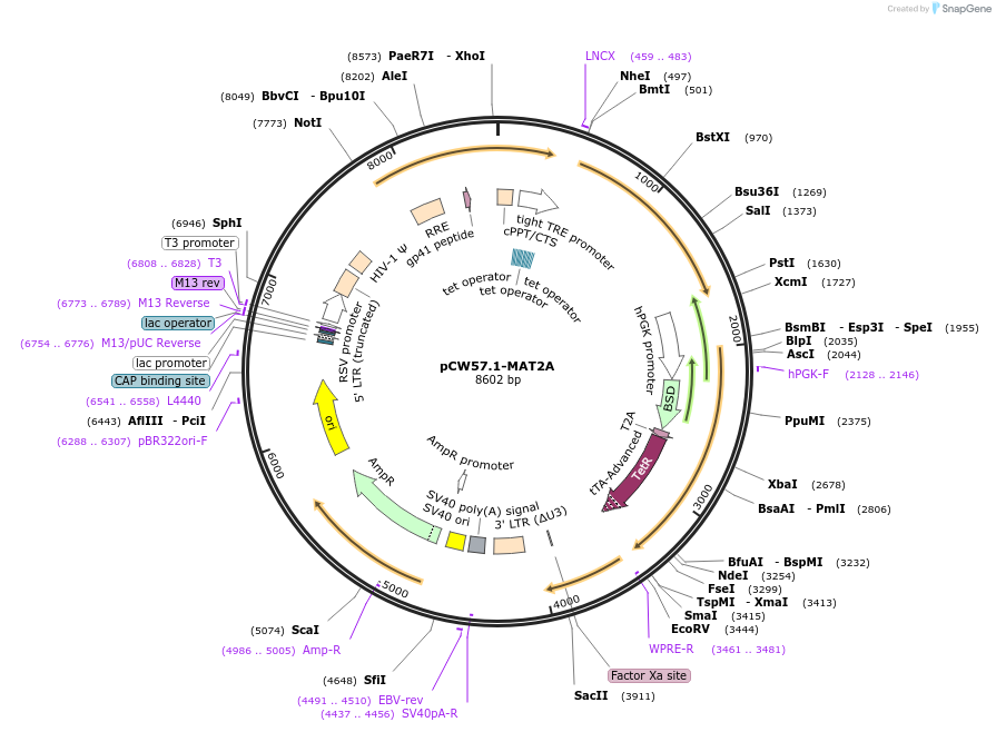 100521-plasmid-map-sequence-id-201172