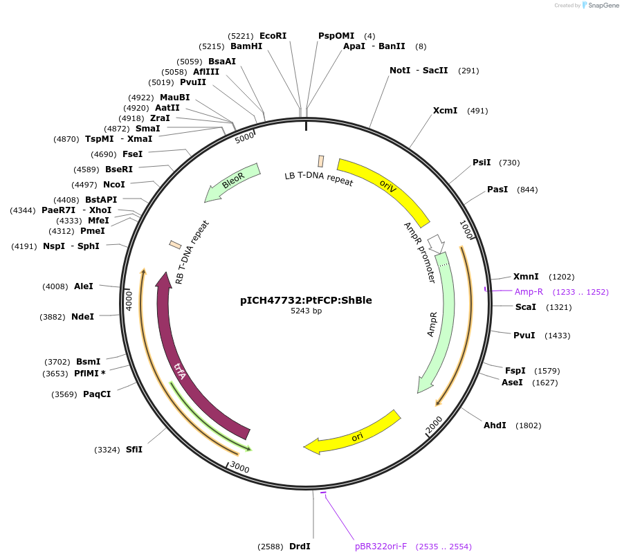 104893-plasmid-map-sequence-id-201174