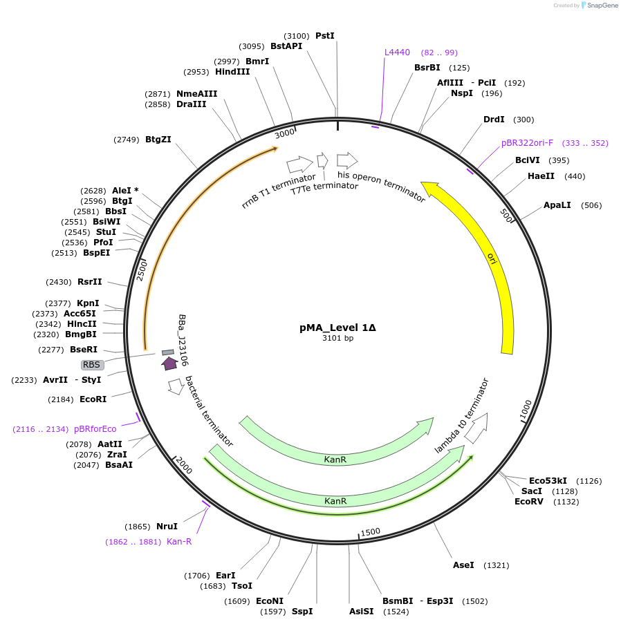 102704-plasmid-map-sequence-id-201178