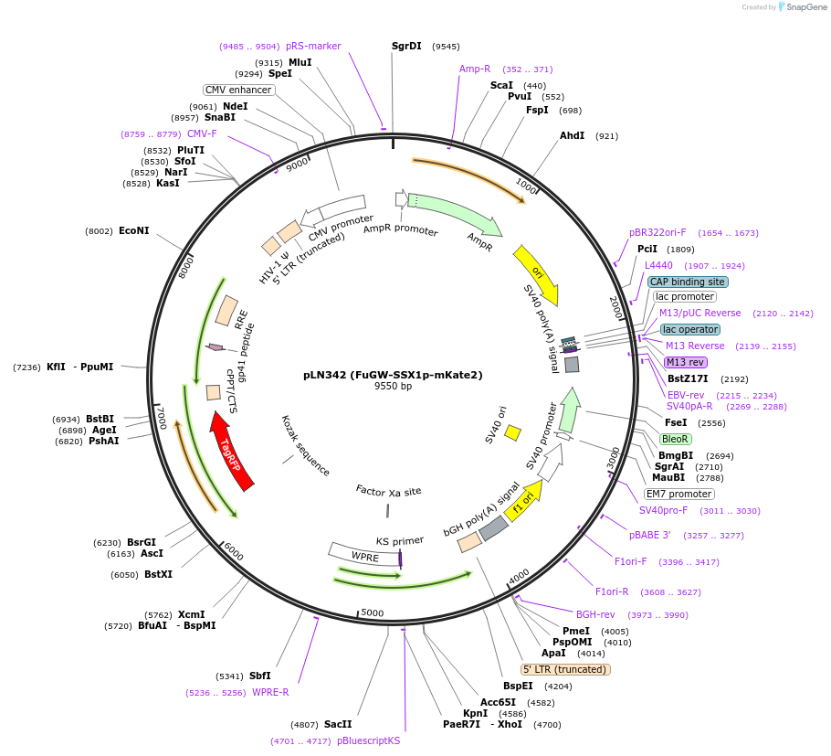 105172-plasmid-map-sequence-id-201198