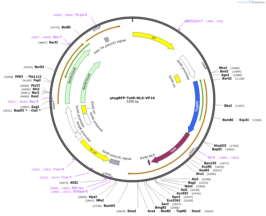103835-plasmid-map-sequence-id-201206
