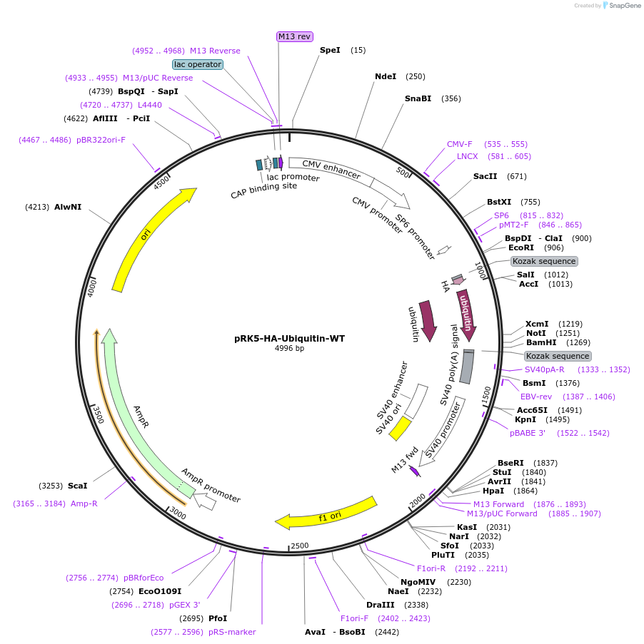 17608-plasmid-map-sequence-id-201219