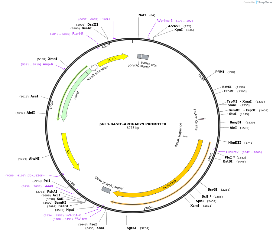 104155-plasmid-map-sequence-id-201224