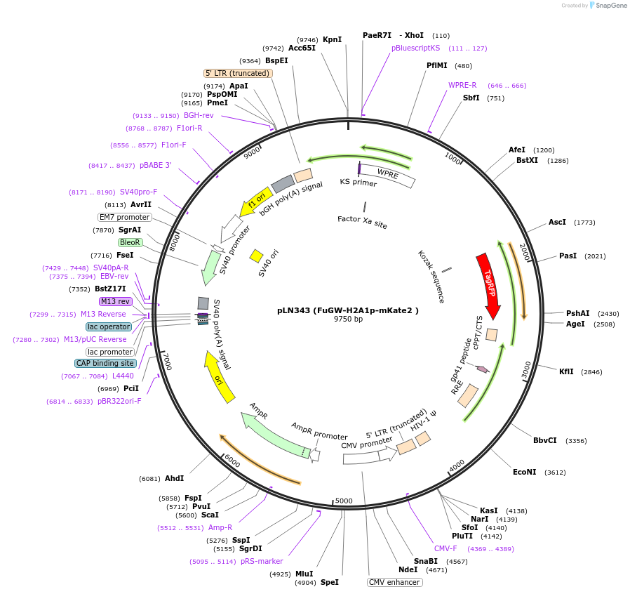 105173-plasmid-map-sequence-id-201225