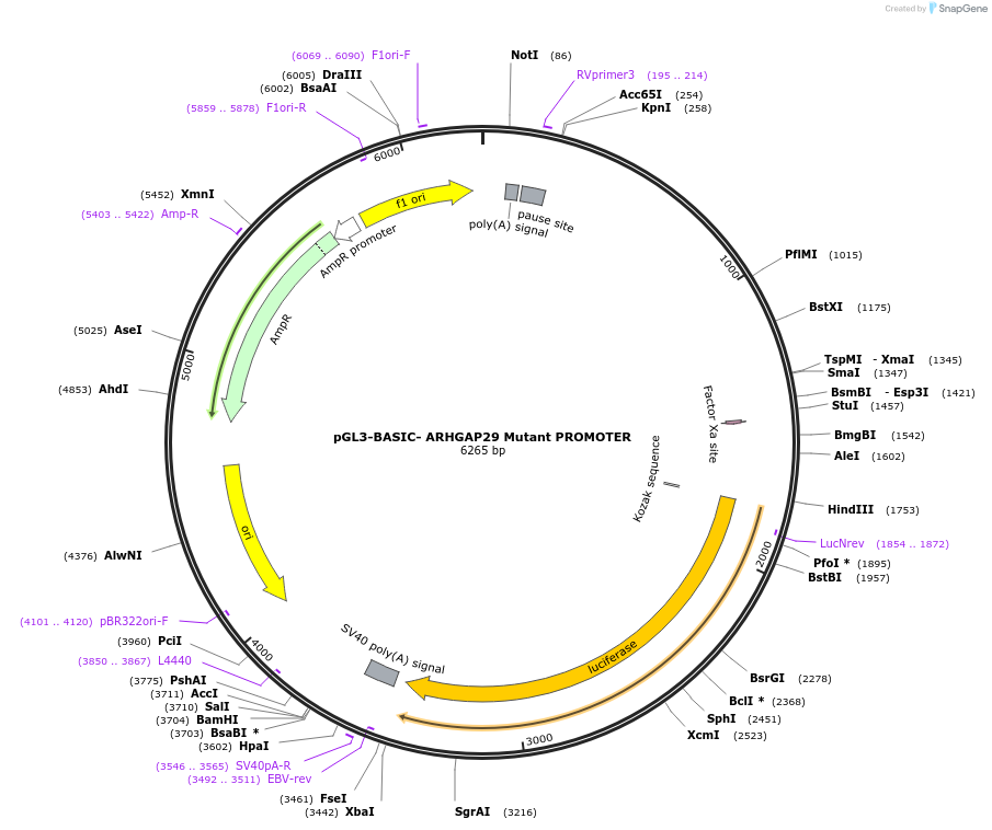 104156-plasmid-map-sequence-id-201226
