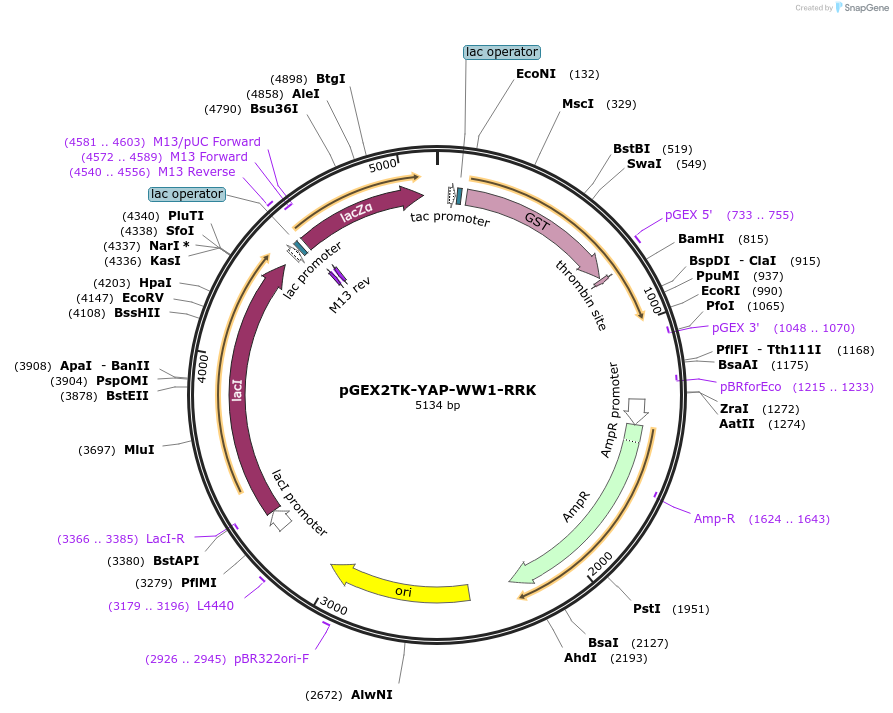 104306-plasmid-map-sequence-id-201230