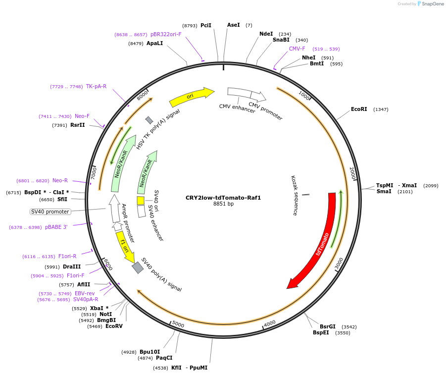 104176-plasmid-map-sequence-id-201232