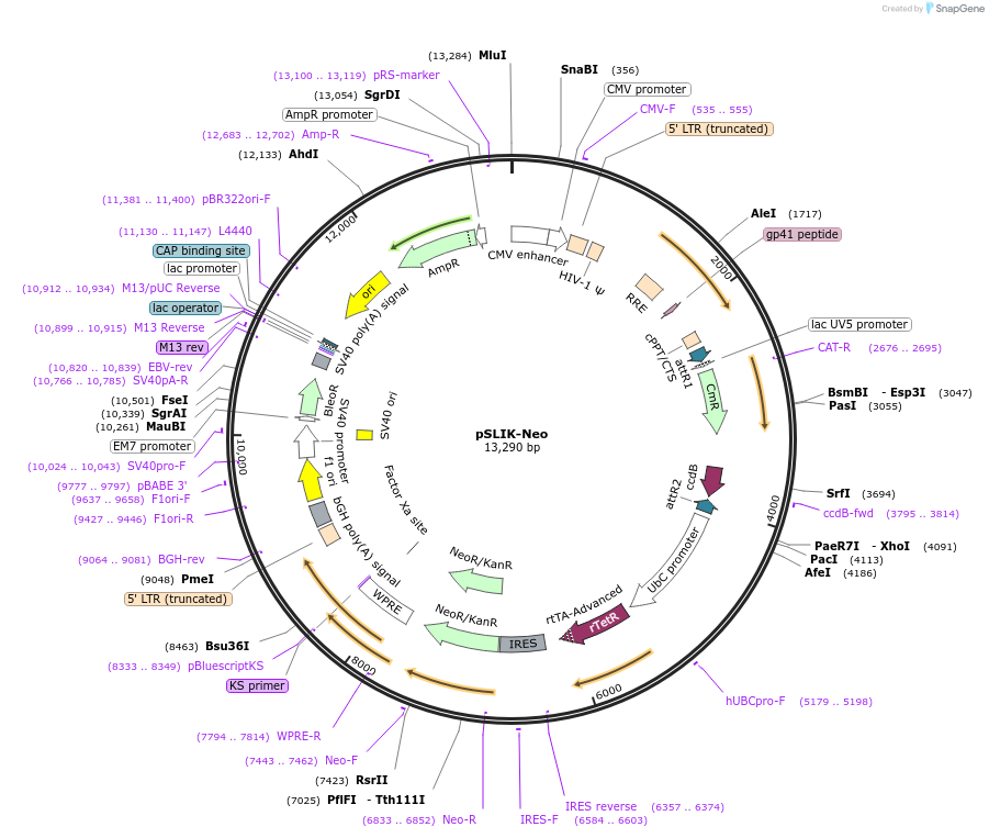 25735-plasmid-map-sequence-id-201234