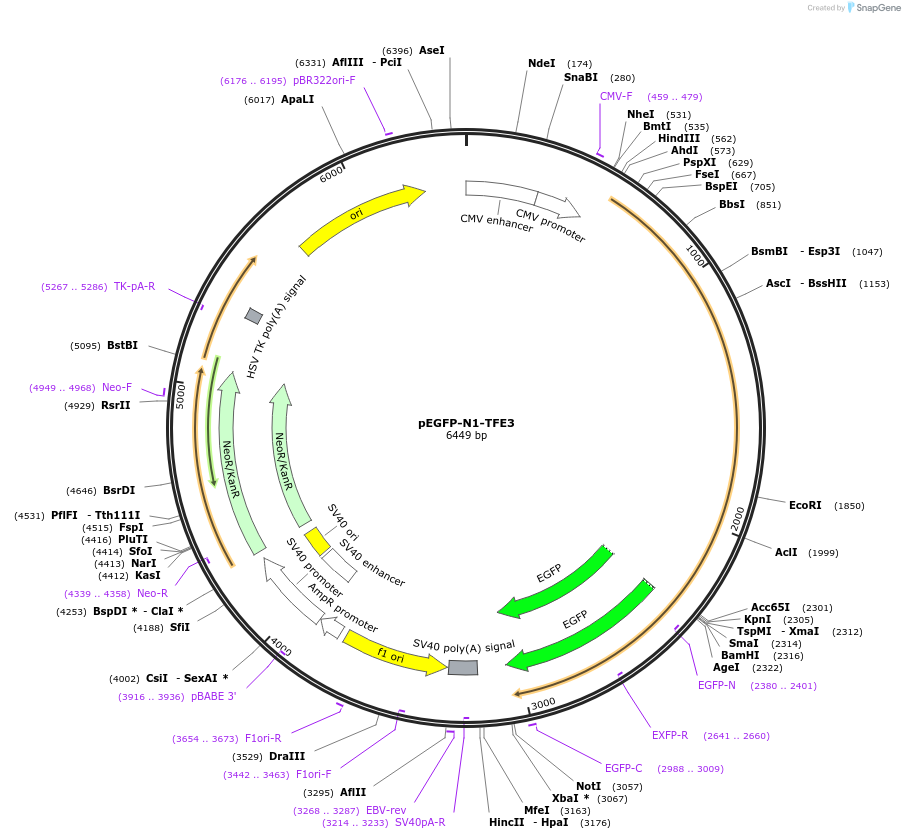 38120-plasmid-map-sequence-id-201237