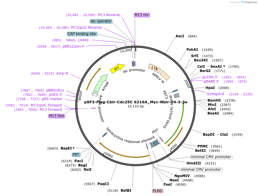 90011-plasmid-map-sequence-id-201243
