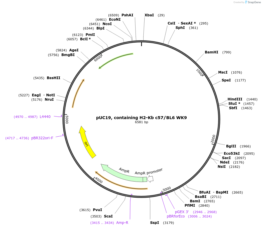 102641-plasmid-map-sequence-id-201260