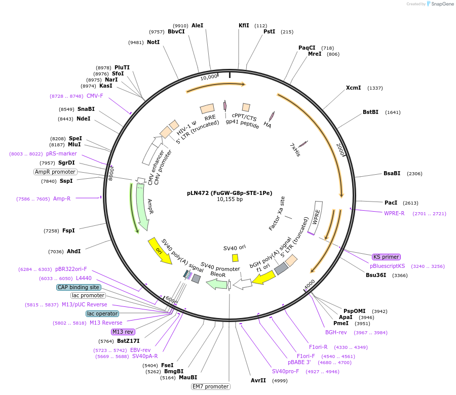 105190-plasmid-map-sequence-id-201263