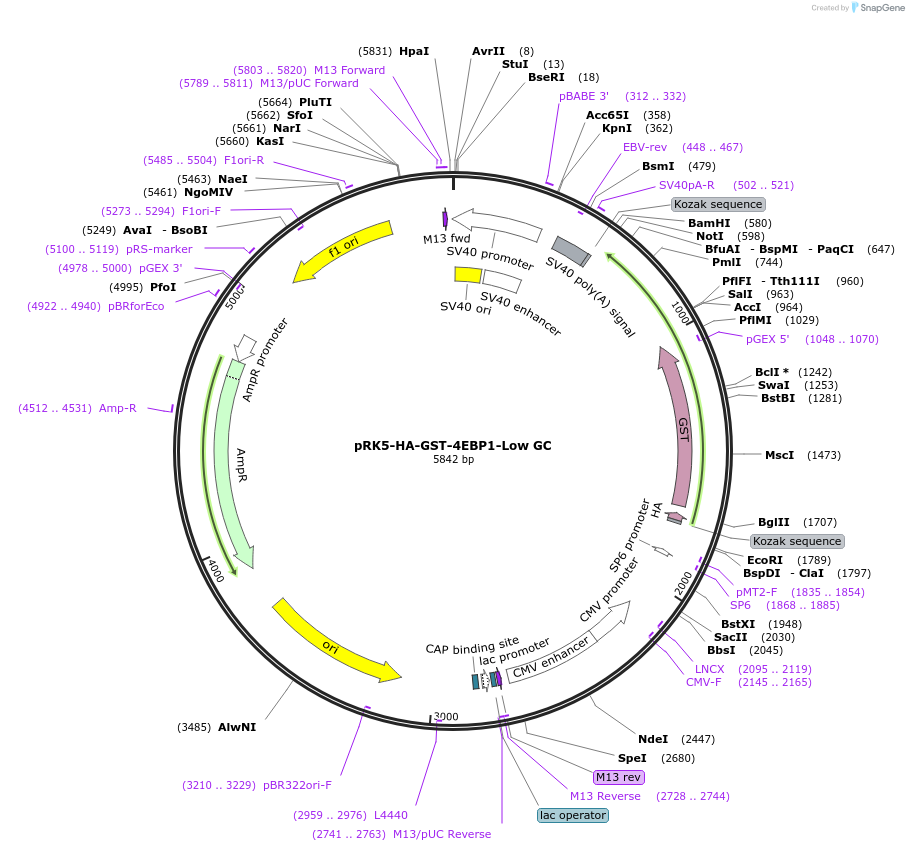 69018-plasmid-map-sequence-id-201276
