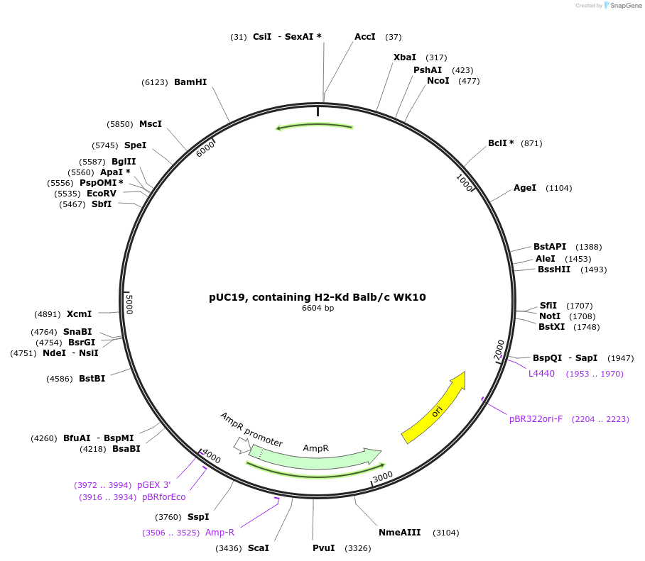 102642-plasmid-map-sequence-id-201288