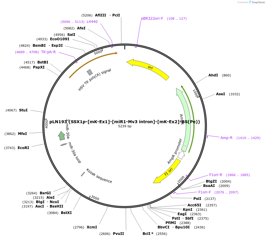 105210-plasmid-map-sequence-id-201293