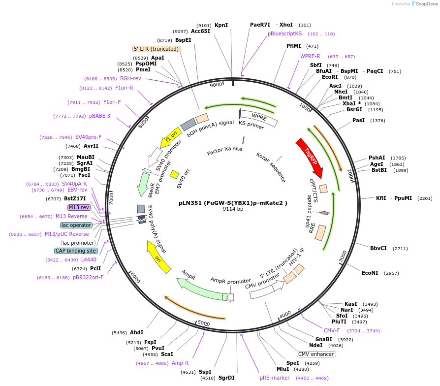 105174-plasmid-map-sequence-id-201295