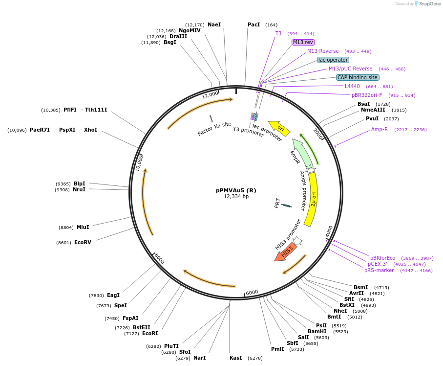 98296-plasmid-map-sequence-id-201300