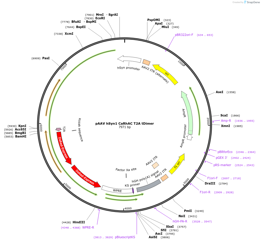 101722-plasmid-map-sequence-id-201302