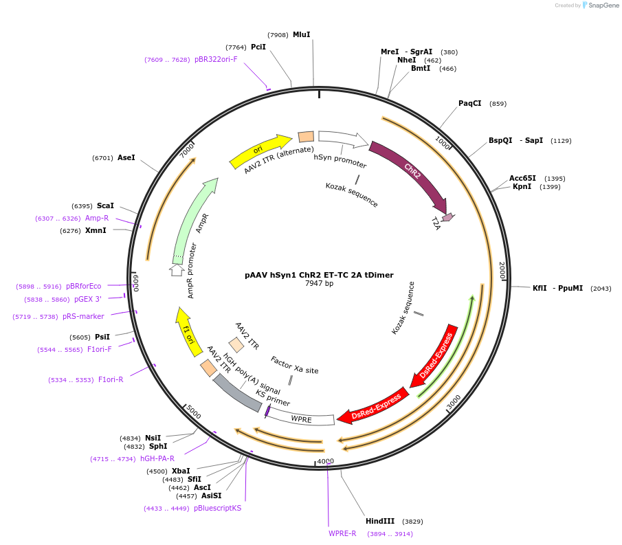 101361-plasmid-map-sequence-id-201304